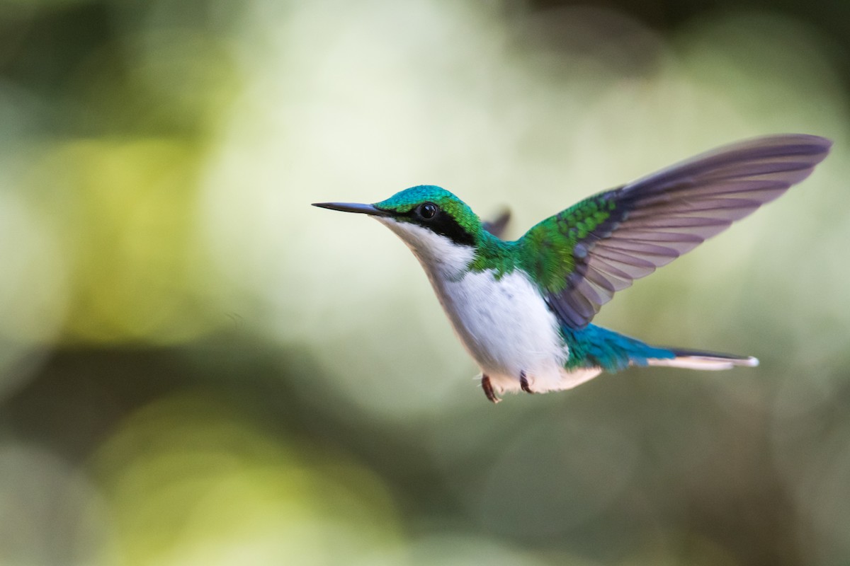 grønnkronealv - ML330780571