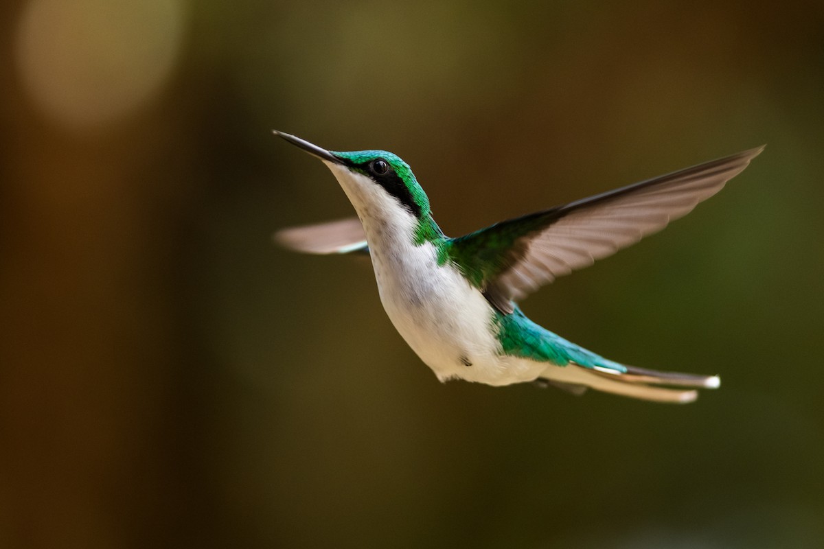 Black-eared Fairy - Claudia Brasileiro