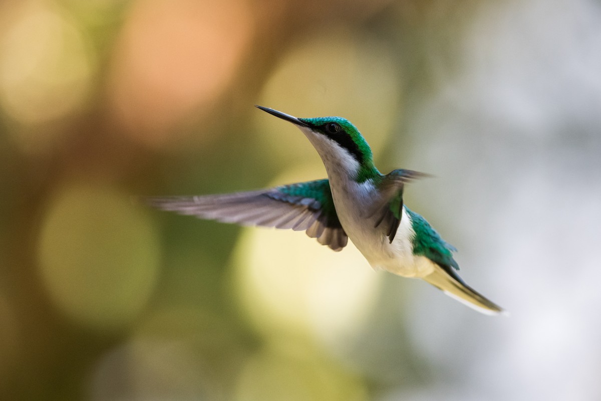 Black-eared Fairy - Claudia Brasileiro