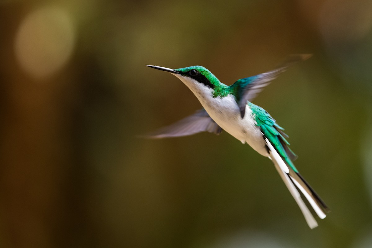 Black-eared Fairy - Claudia Brasileiro