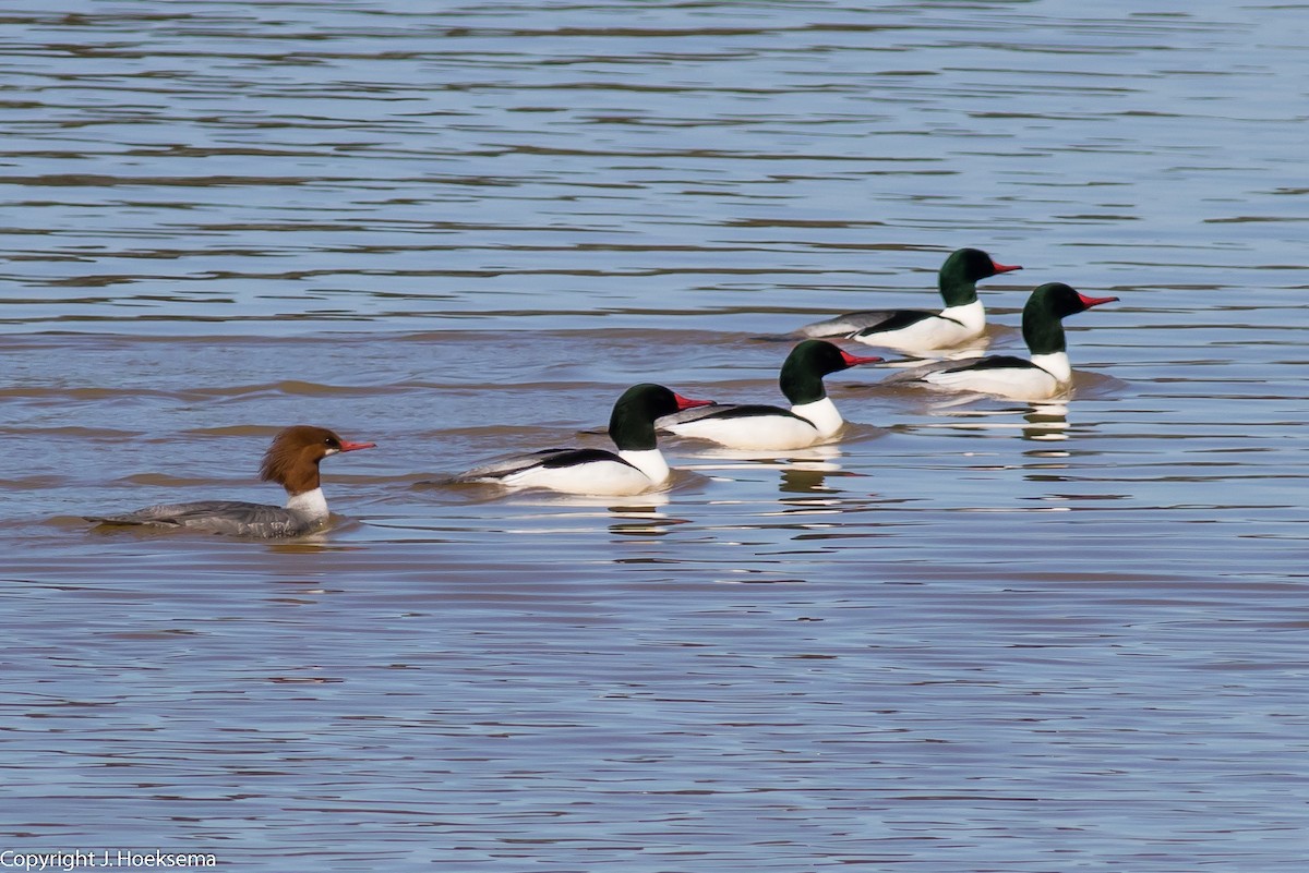 Common Merganser - ML330780621