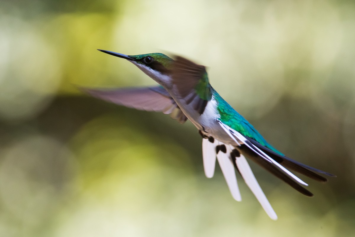 grønnkronealv - ML330780641