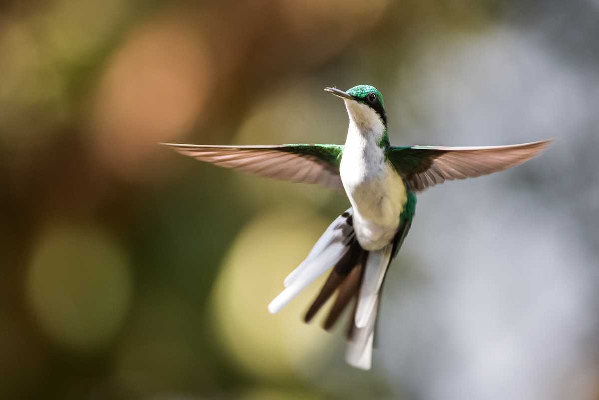 grønnkronealv - ML330780651