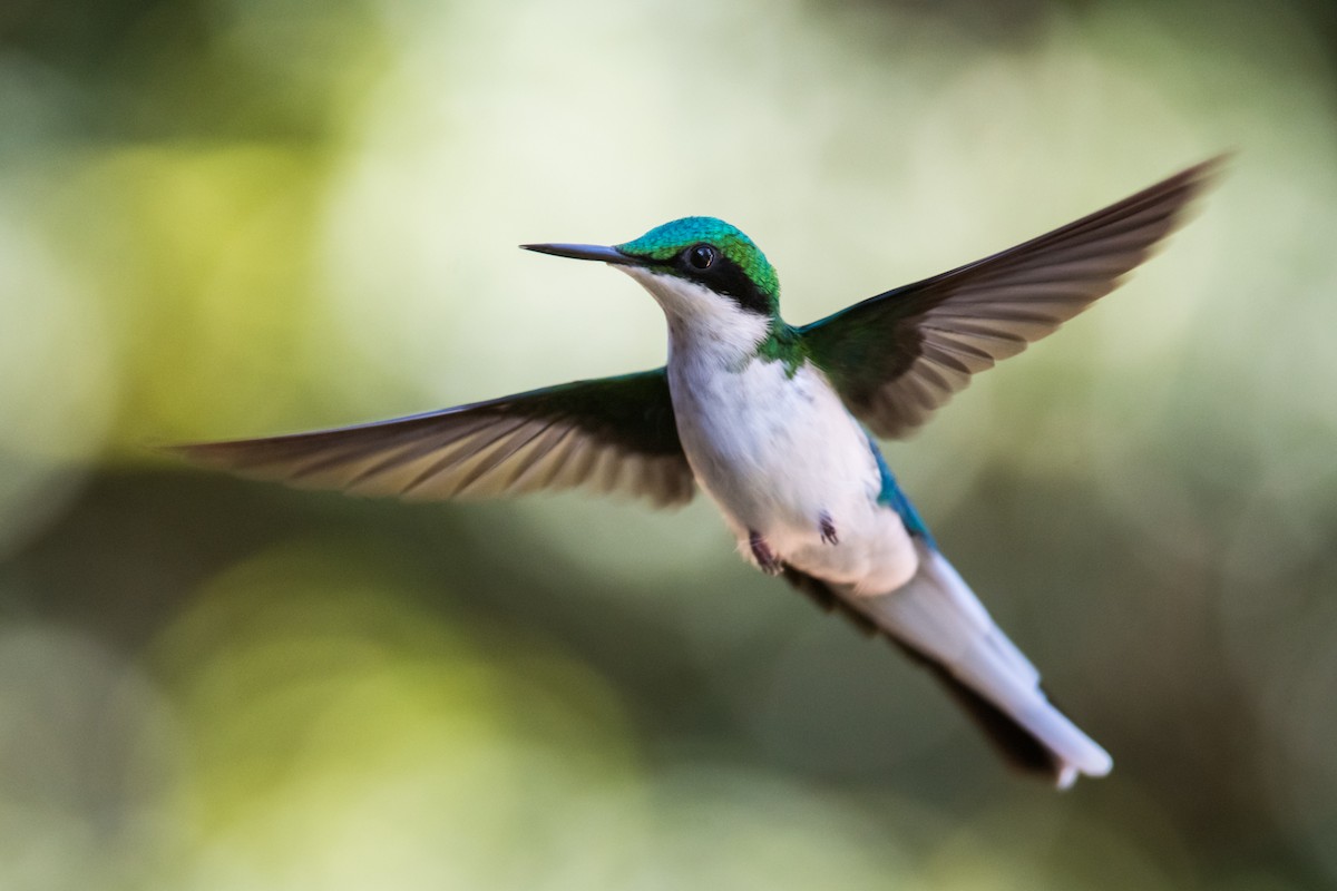 grønnkronealv - ML330780661