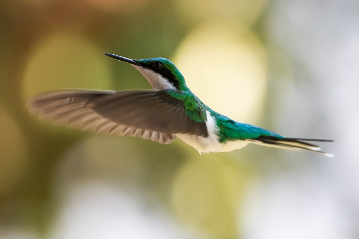 grønnkronealv - ML330780671