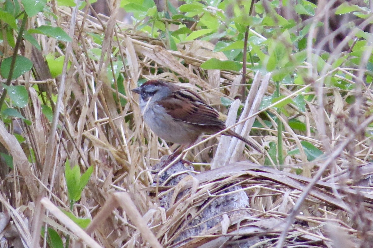 Swamp Sparrow - ML330781171