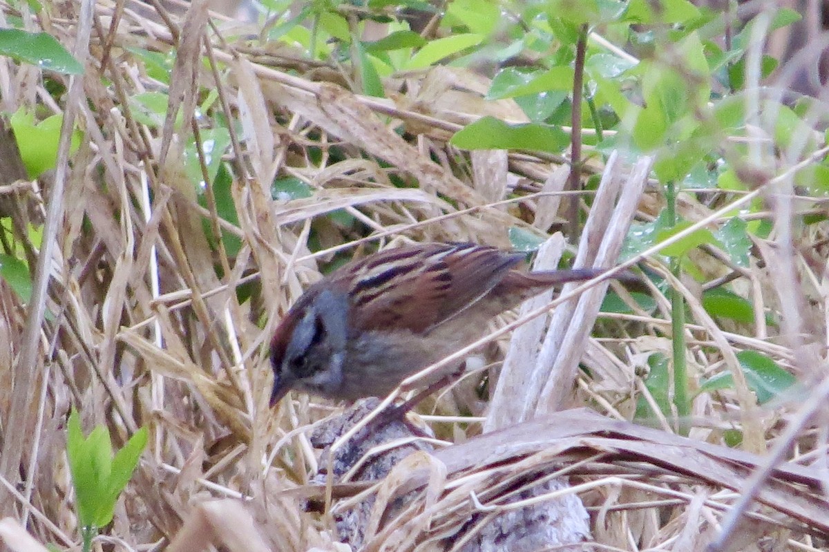 Swamp Sparrow - ML330781211