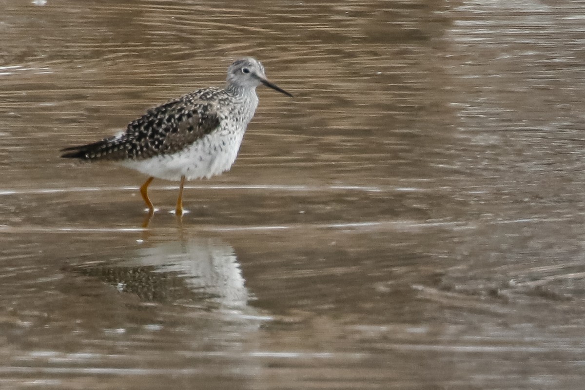 Lesser Yellowlegs - ML330781471