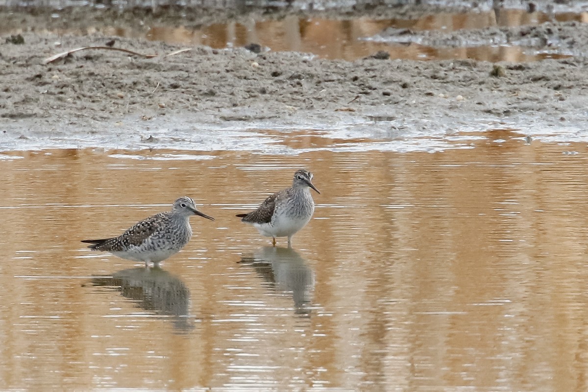 Lesser Yellowlegs - ML330781481