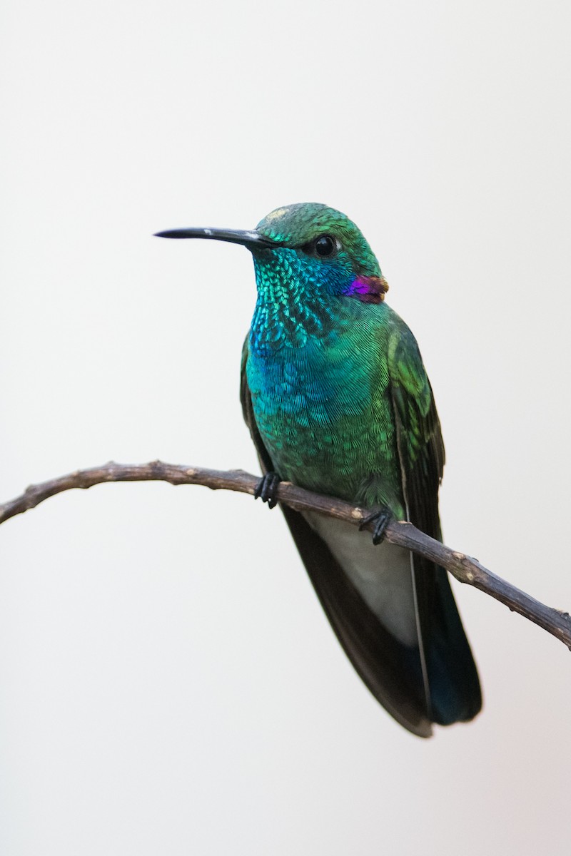 White-vented Violetear - ML330782141