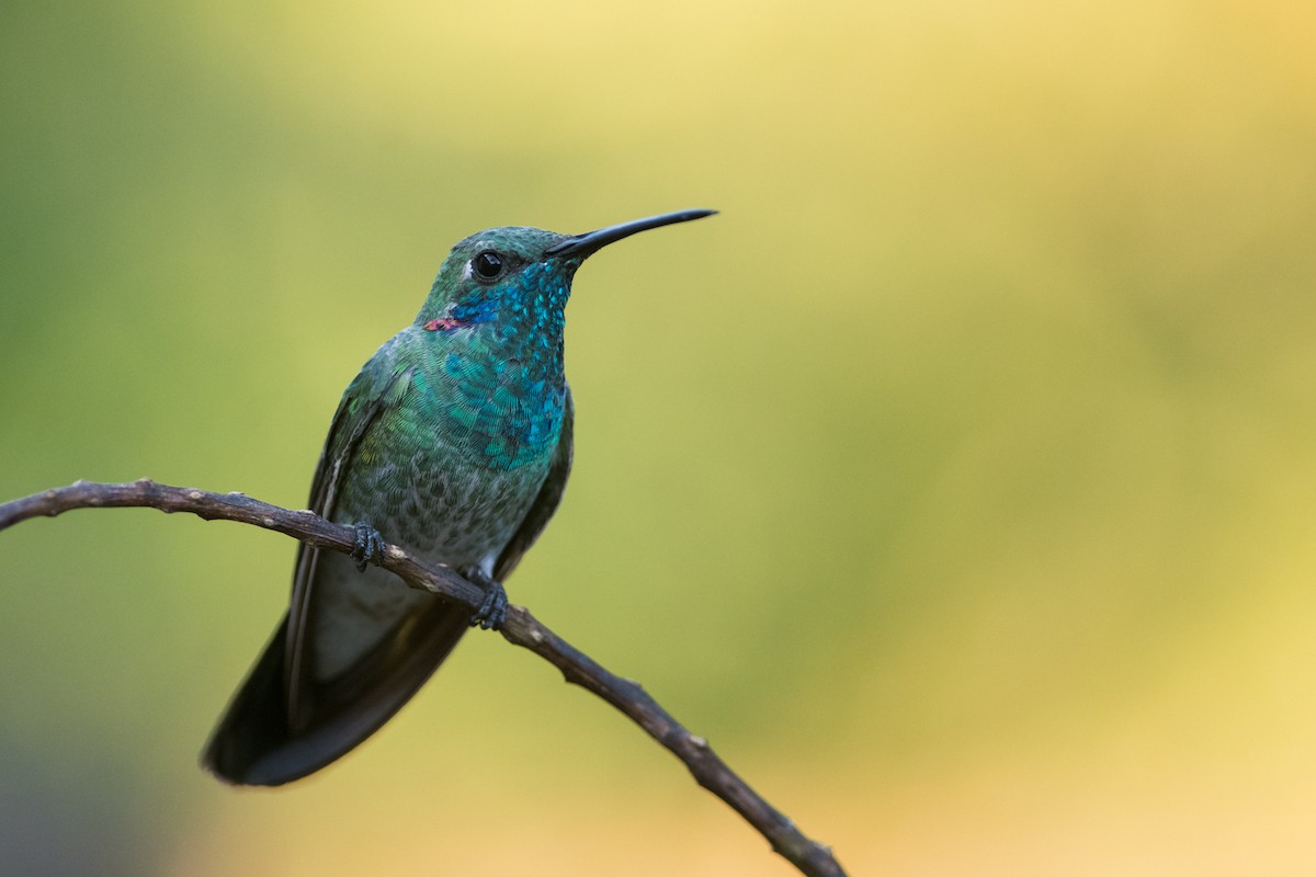 White-vented Violetear - ML330782151