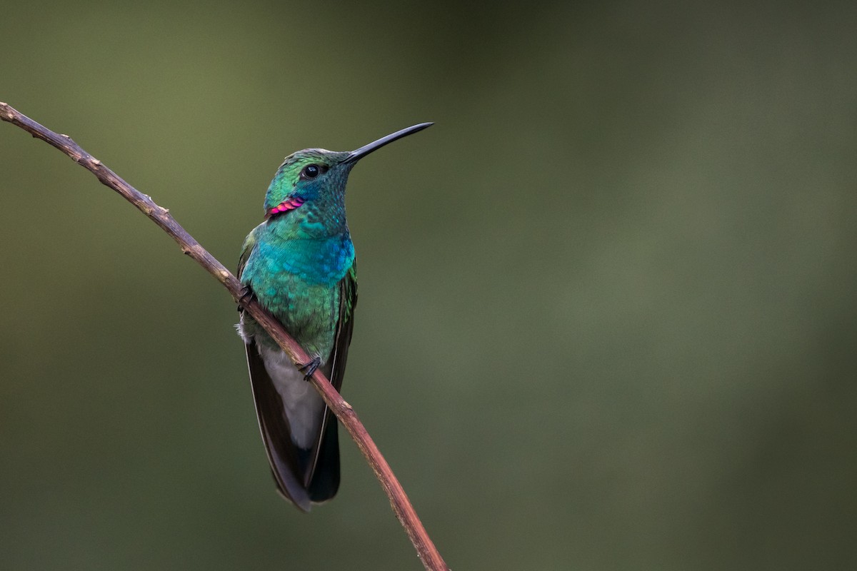 White-vented Violetear - ML330782161