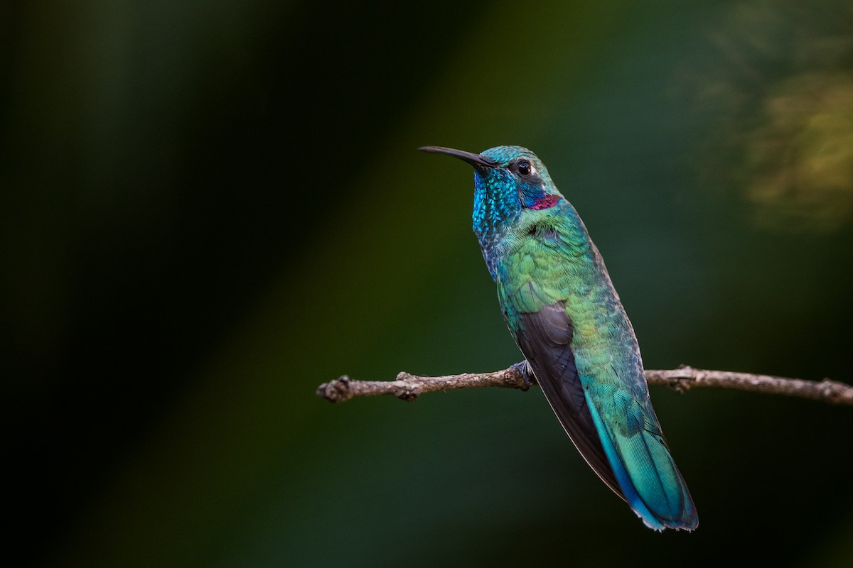 White-vented Violetear - ML330782171