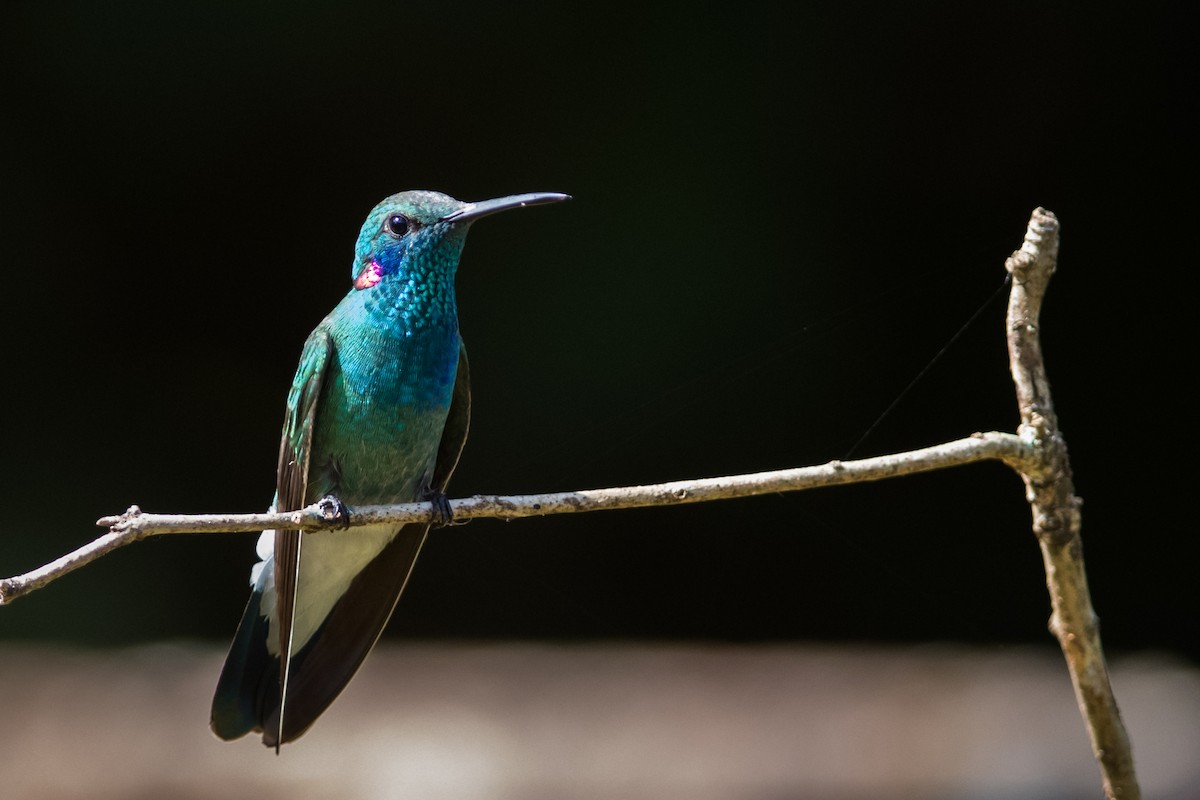 White-vented Violetear - ML330782181