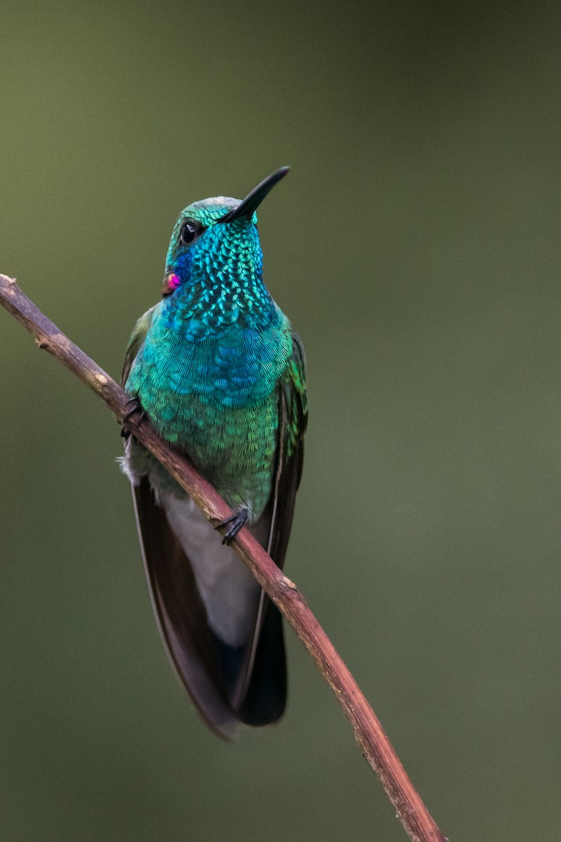 White-vented Violetear - ML330782191