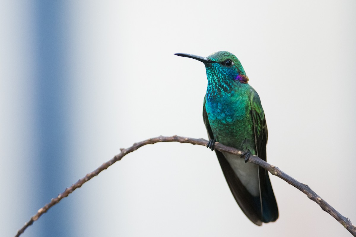 White-vented Violetear - ML330782241