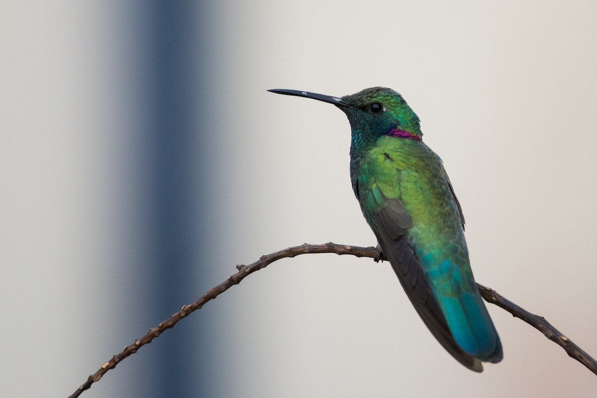 White-vented Violetear - ML330782251