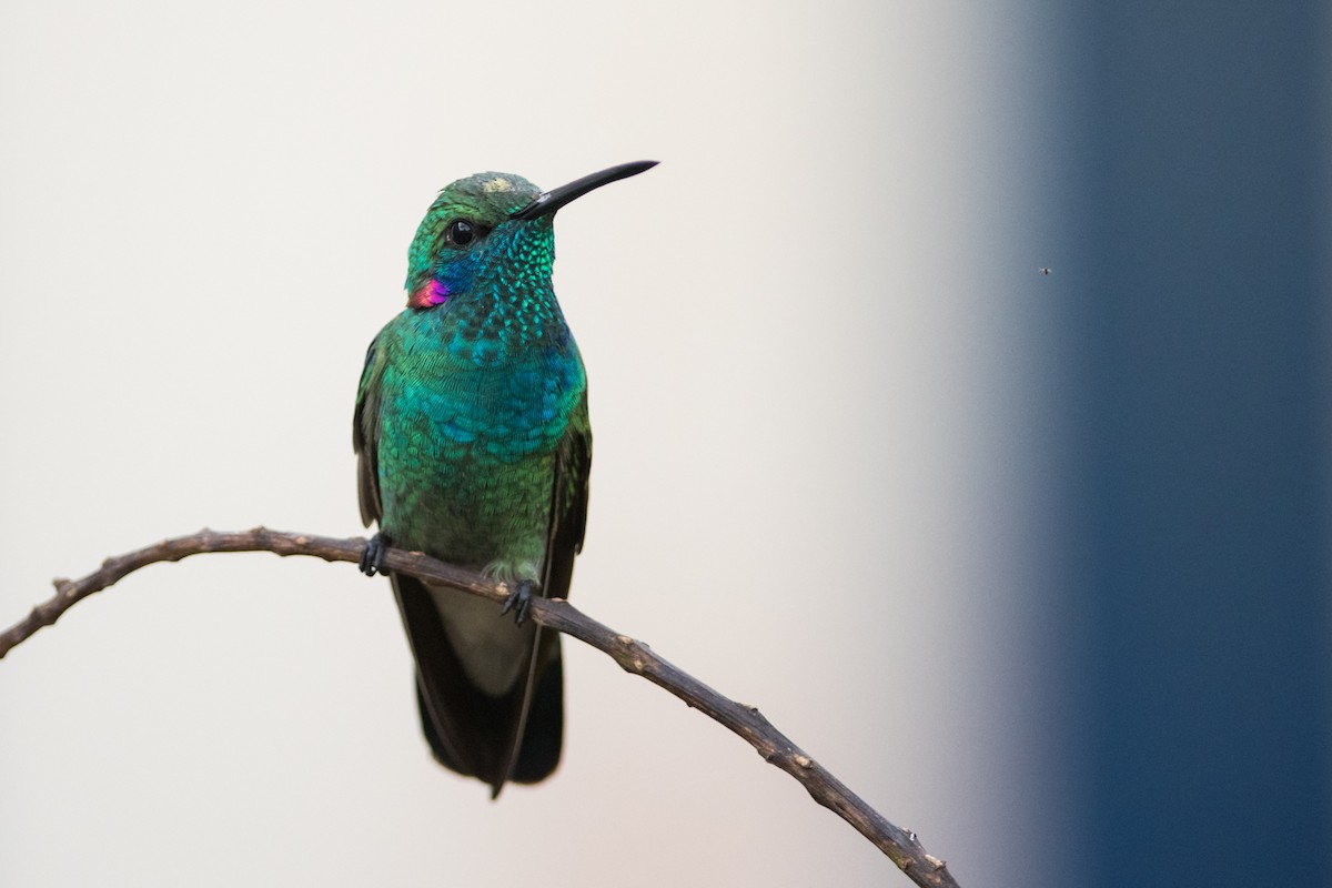 White-vented Violetear - ML330782261