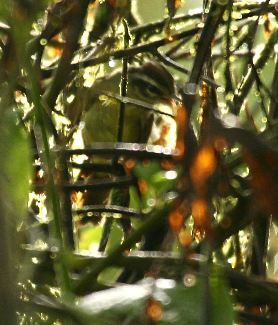 Three-striped Warbler - ML33078281