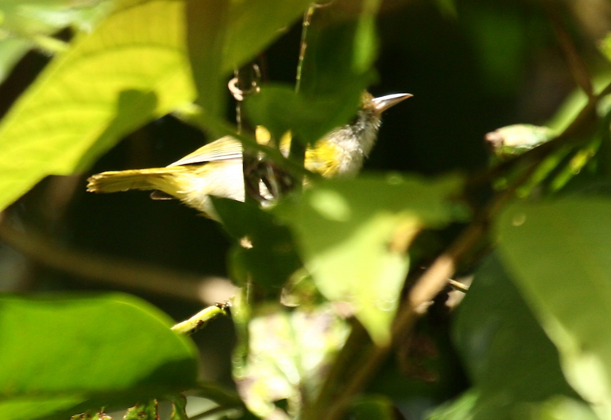 korthalevireo - ML33078291