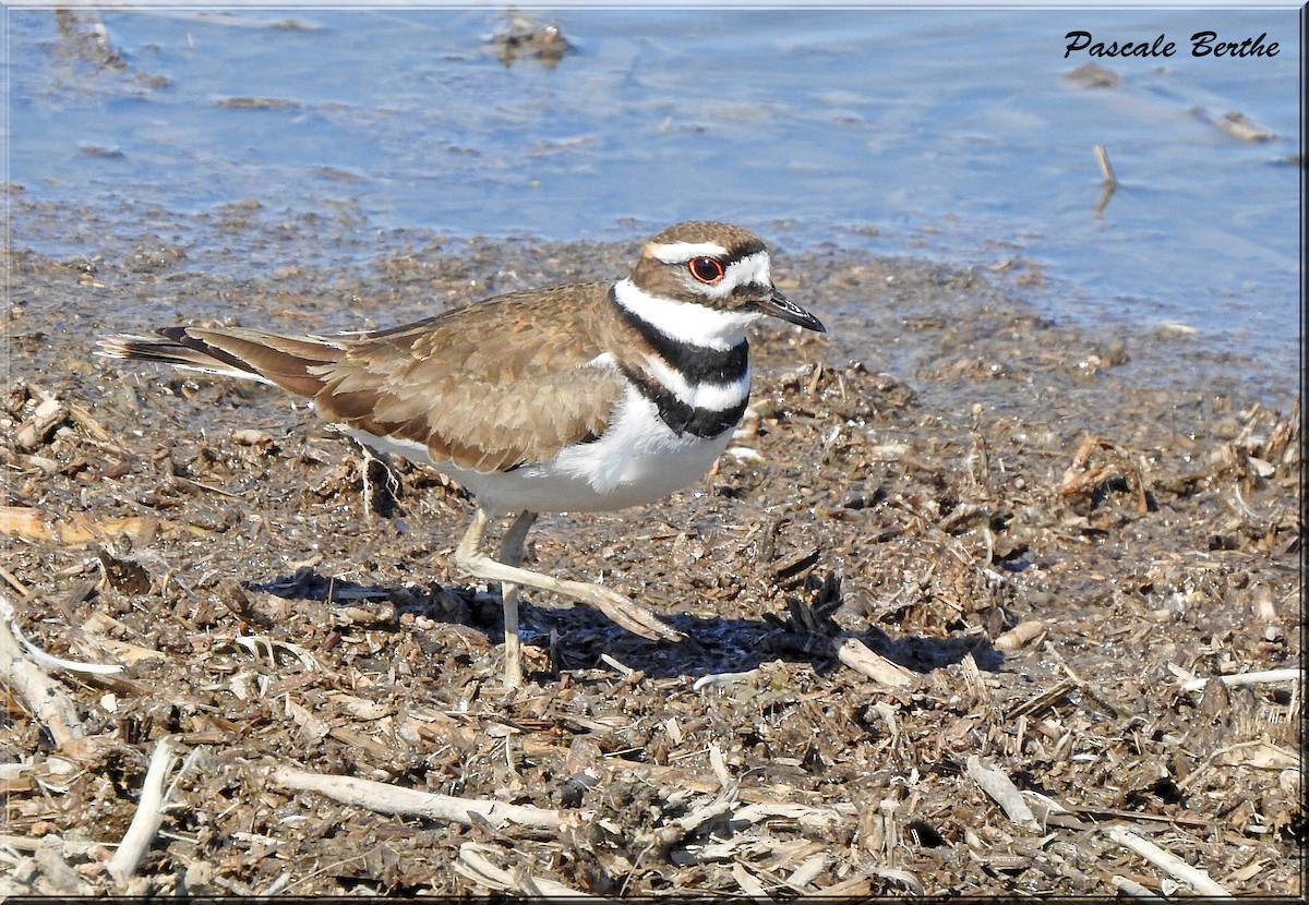 Killdeer - Pascale Berthe