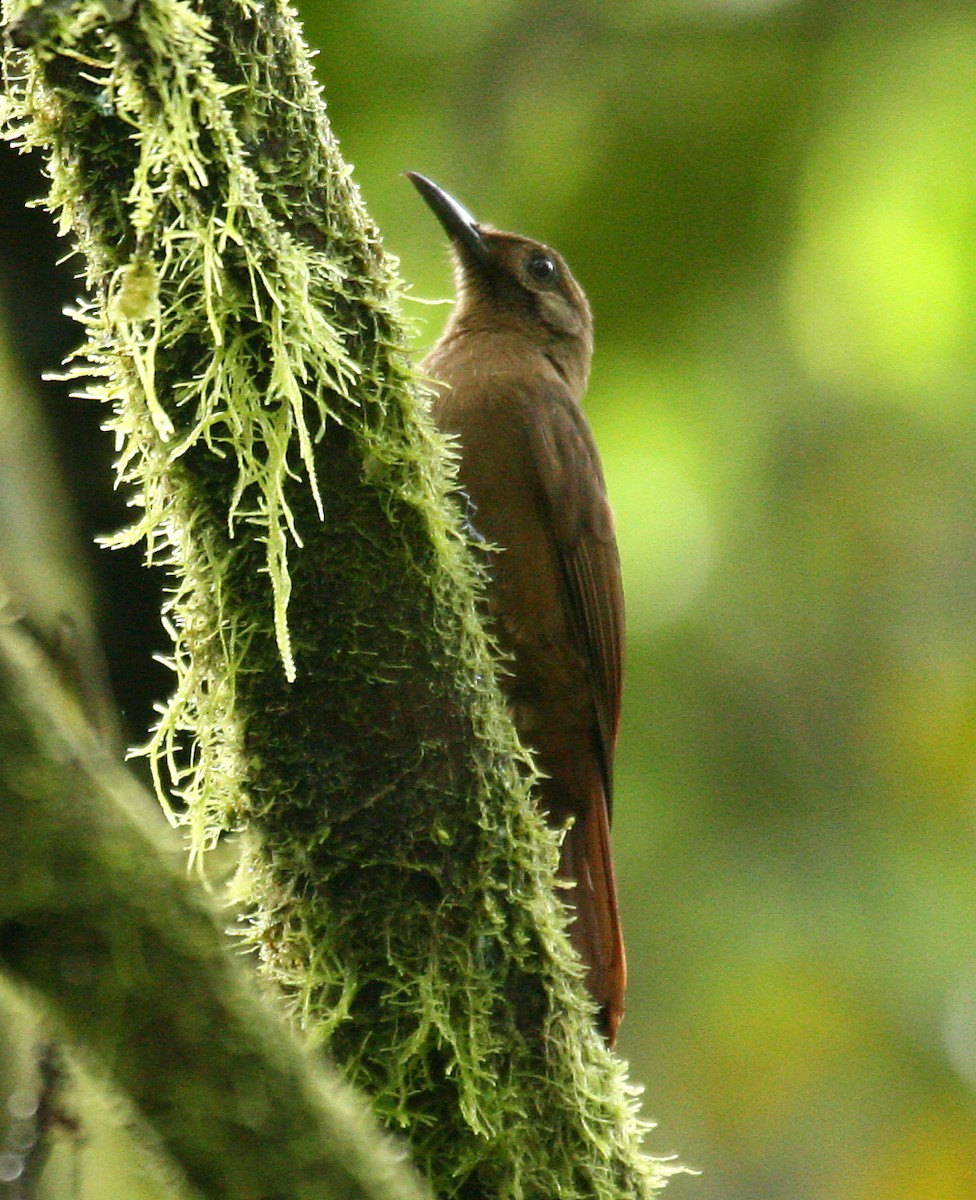 Plain-brown Woodcreeper - Michael Woodruff