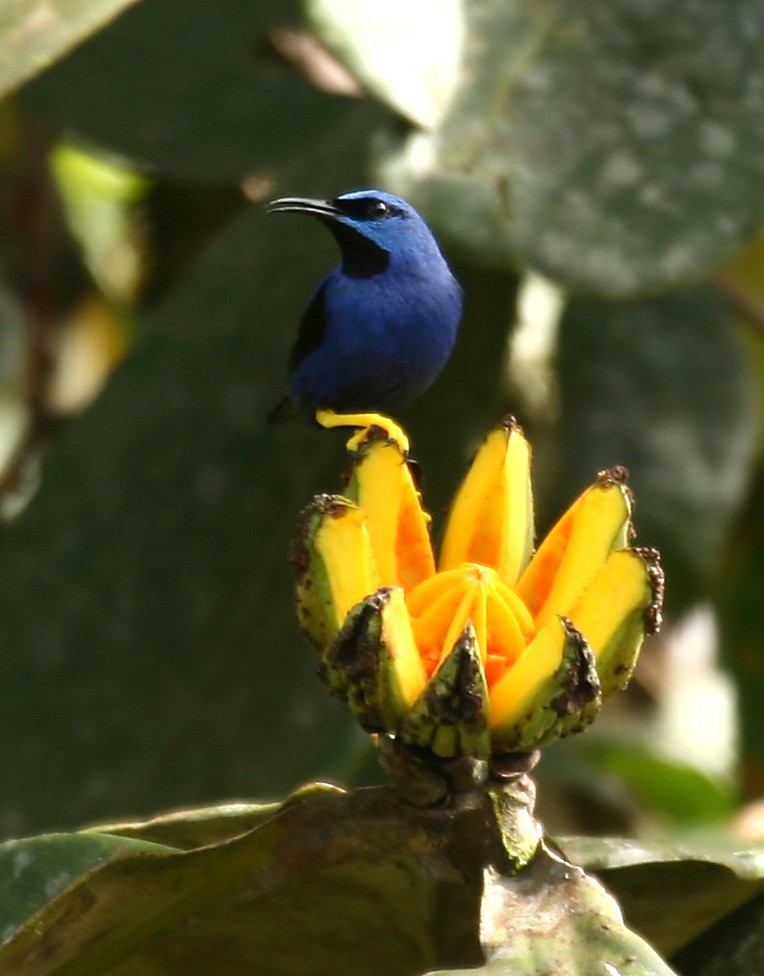 Purple Honeycreeper - ML33078391