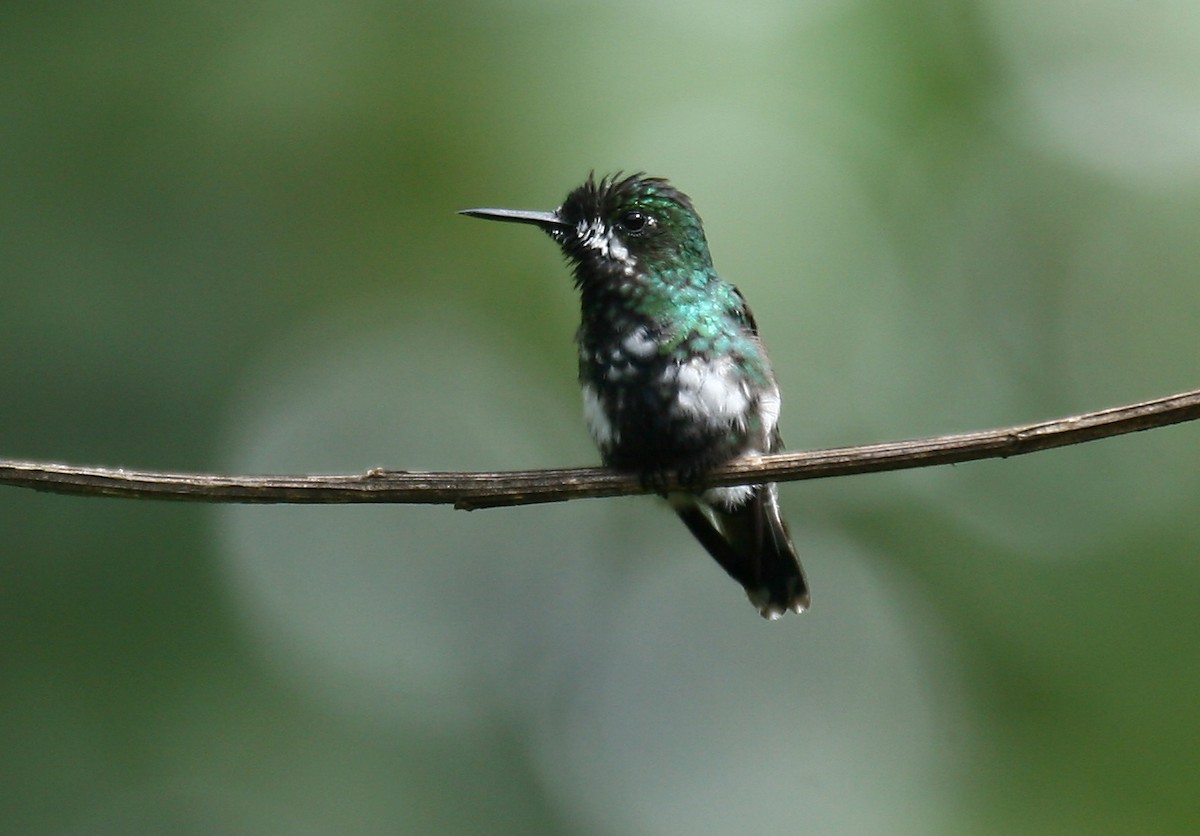 kolibřík trnoocasý - ML33078421