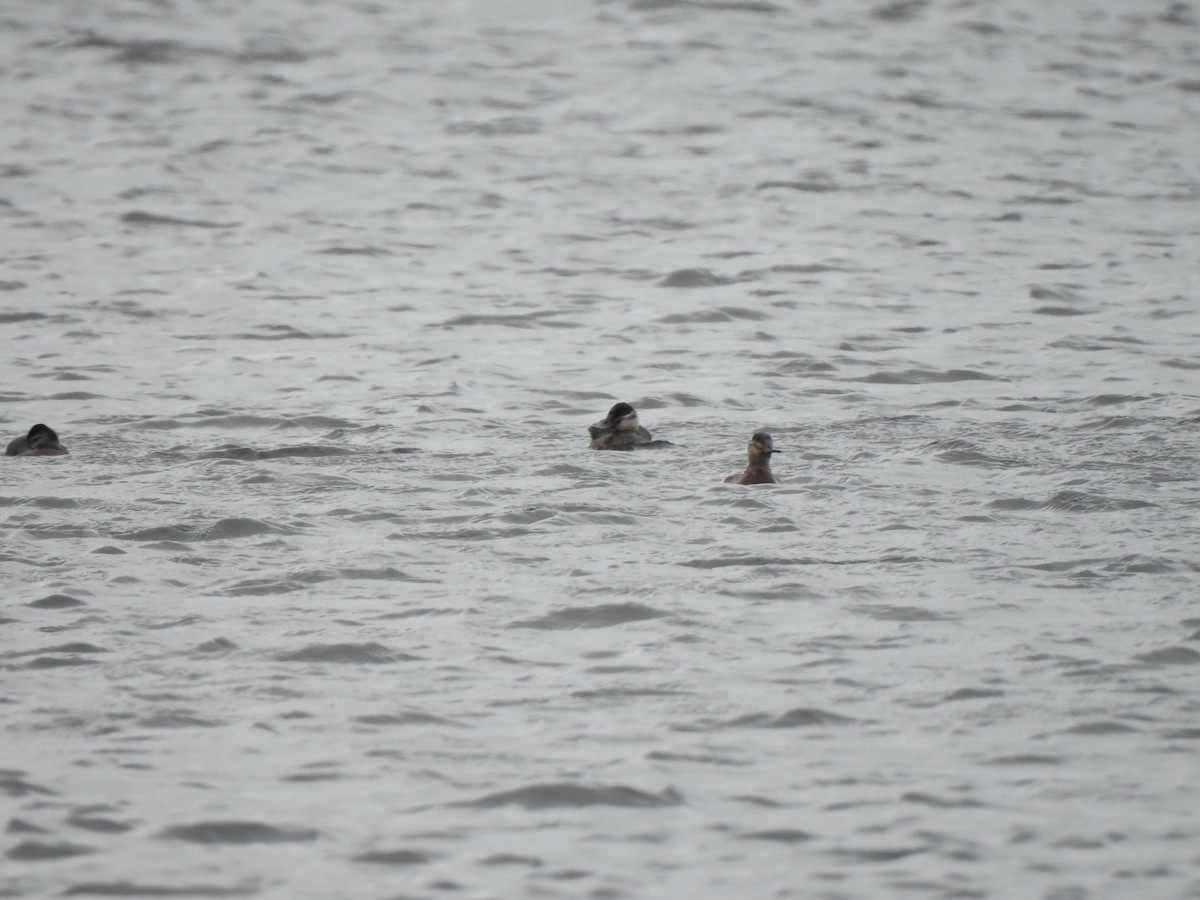 Ruddy Duck - ML330784321