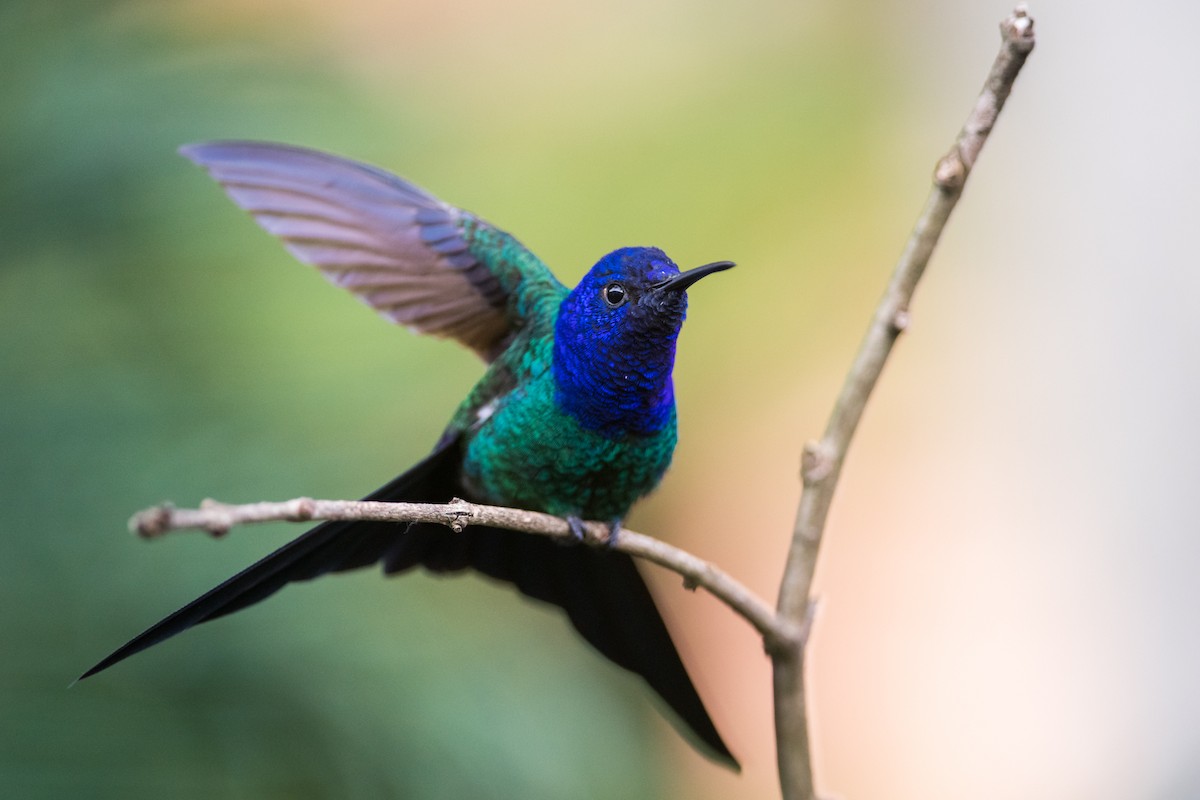 Swallow-tailed Hummingbird - Claudia Brasileiro