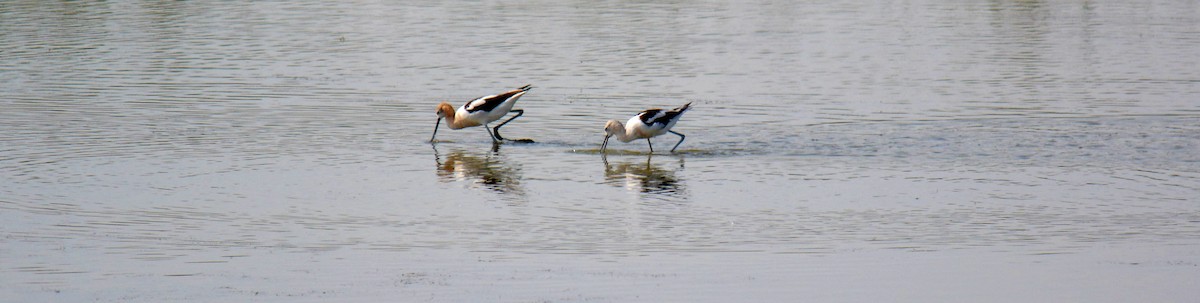 Avocette d'Amérique - ML33078601