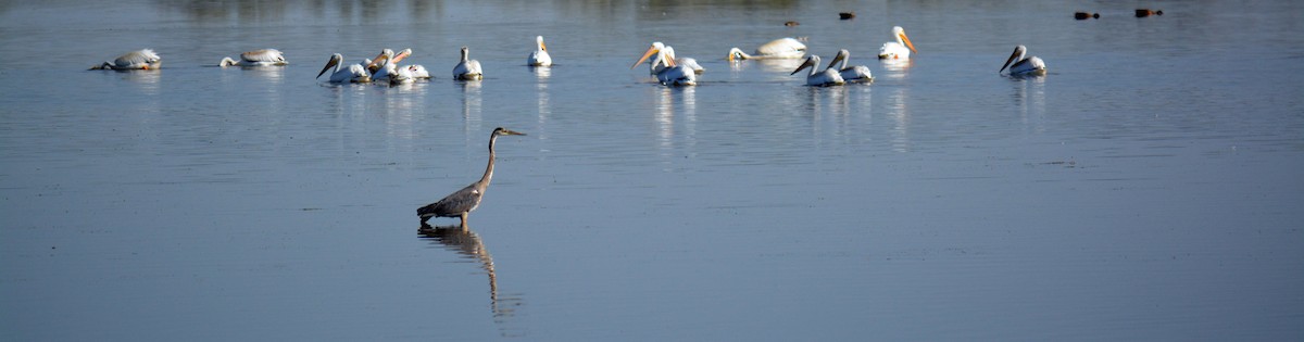 Great Blue Heron - ML33078641