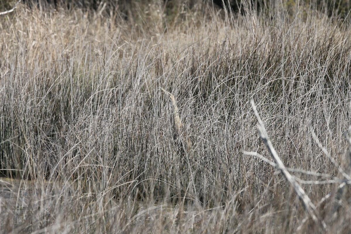 American Bittern - ML330786581