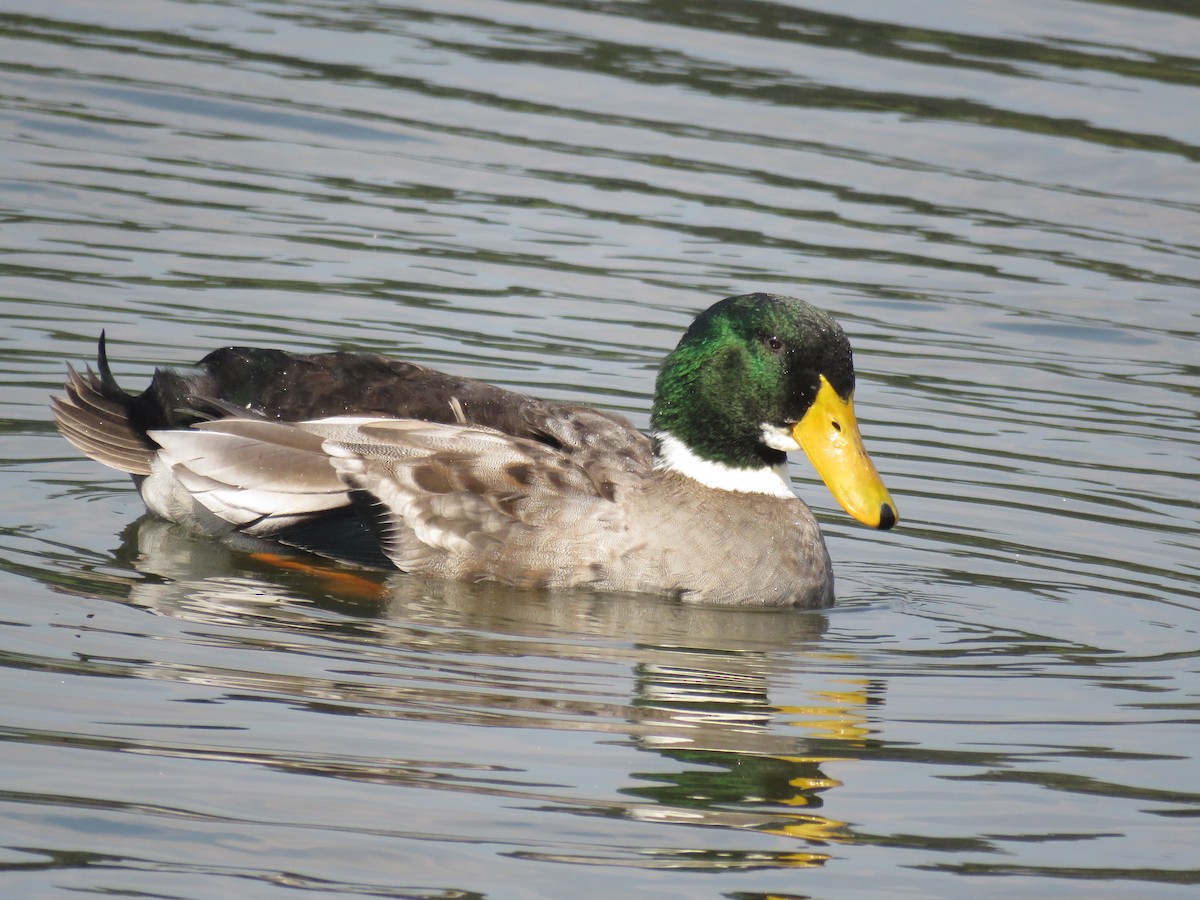 Mallard (Domestic type) - Alan Coates