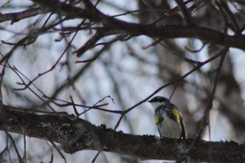 Yellow-rumped Warbler - ML330786671