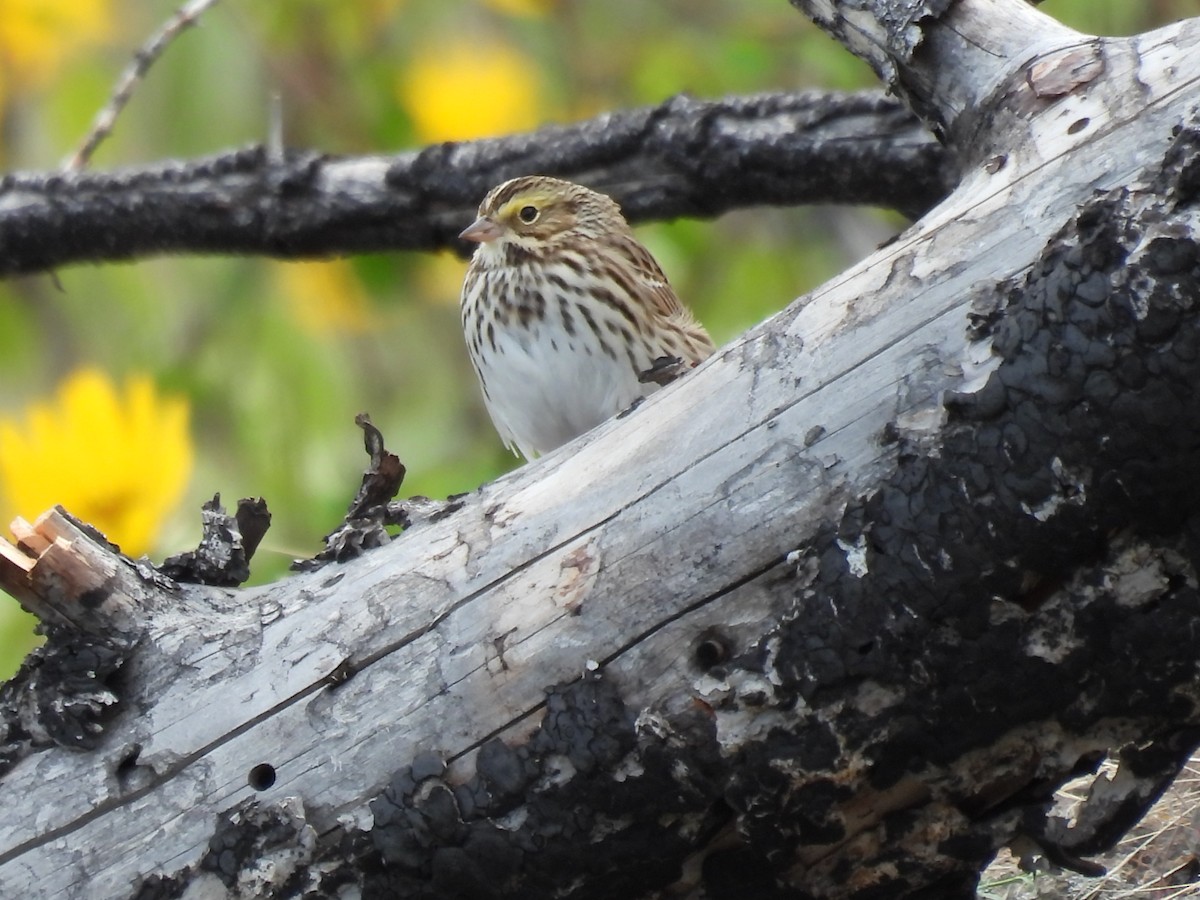 Bruant des prés - ML330786881