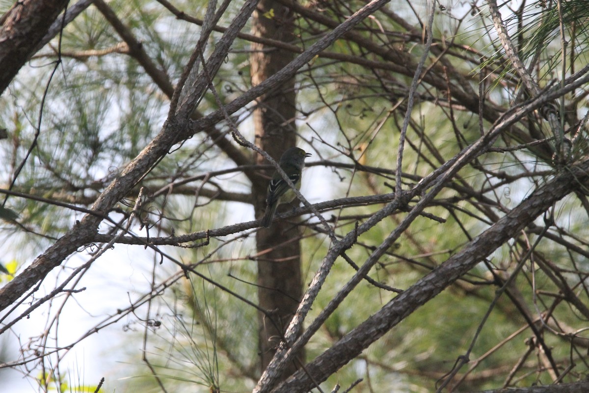 Vireo Ojiblanco - ML330786961