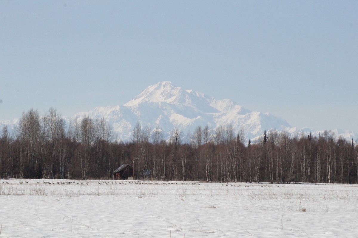 Grue du Canada - ML330787031