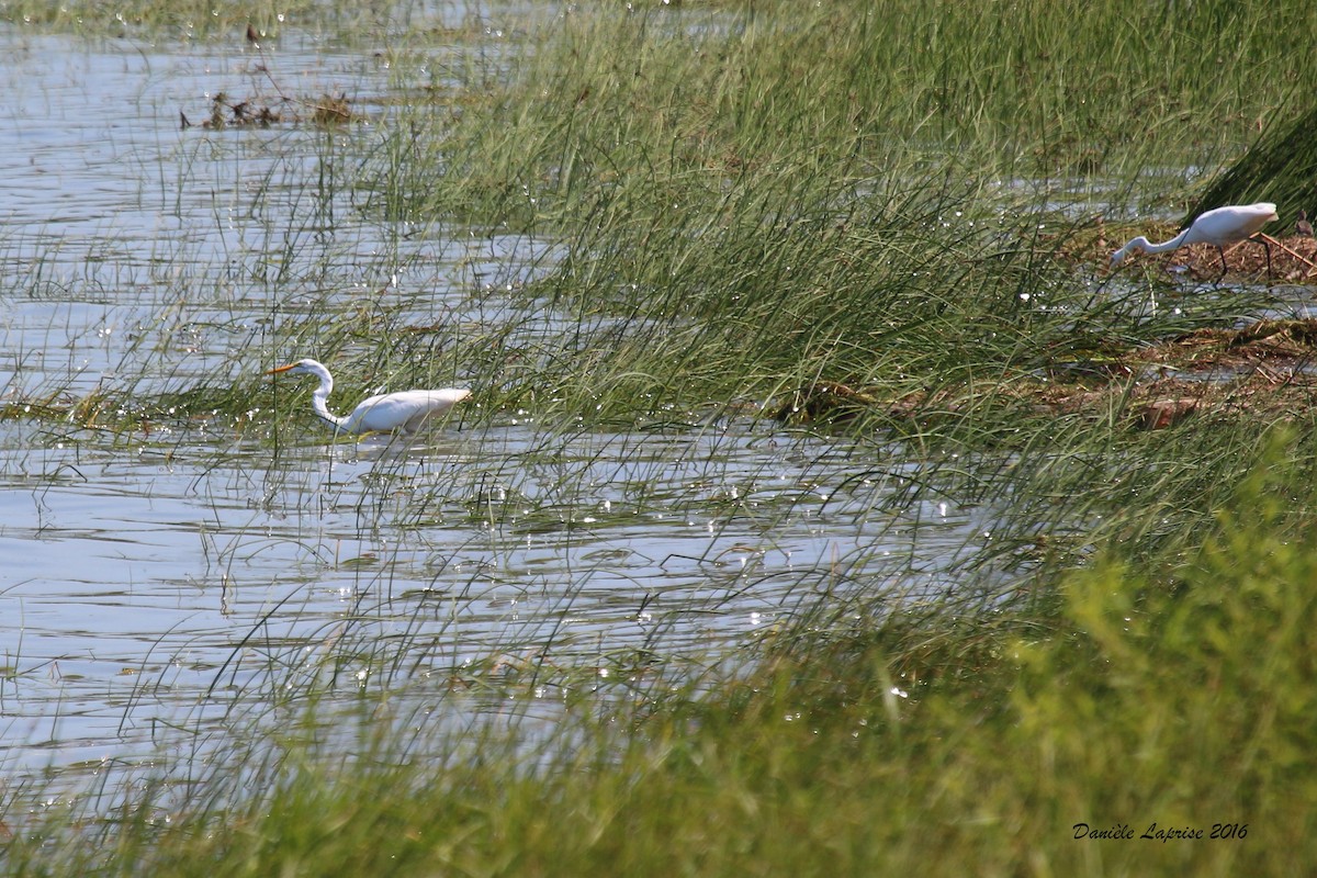 Great Egret - Danièle Laprise