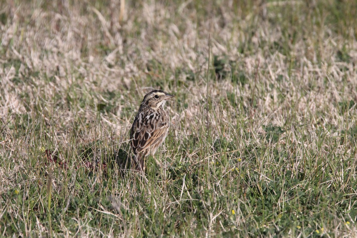 Savannah Sparrow - ML330787831