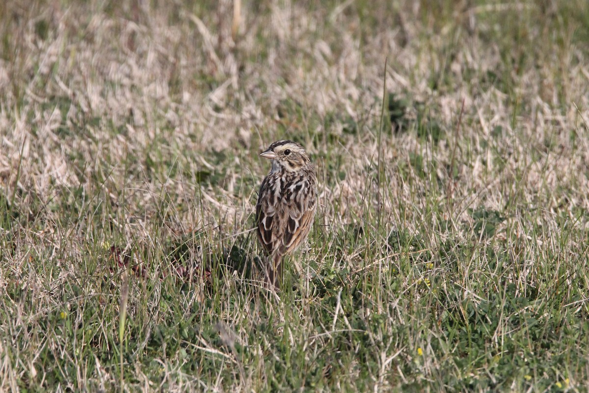 Savannah Sparrow - ML330787841