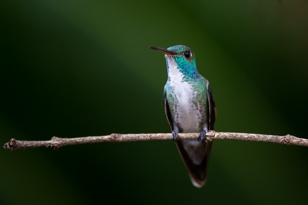kolibřík pestrý [skupina versicolor] - ML330789561