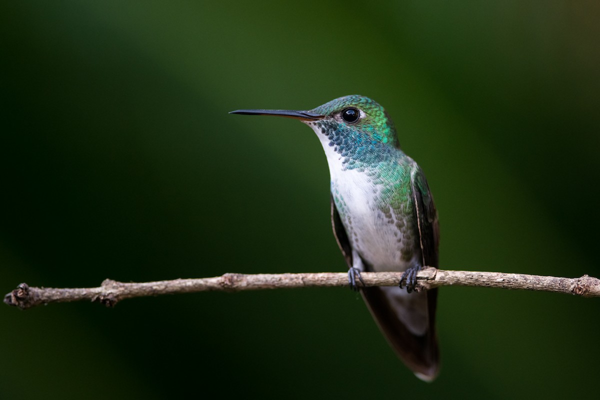 kolibřík pestrý [skupina versicolor] - ML330789571