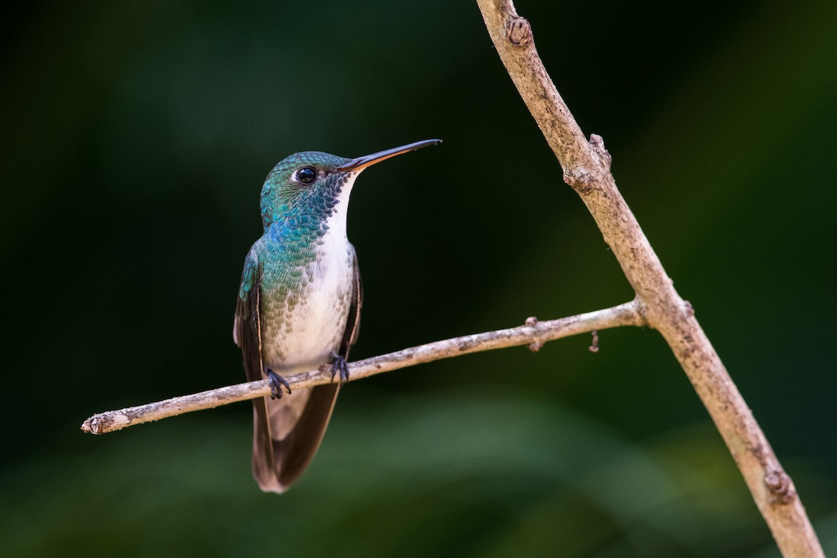 kolibřík pestrý [skupina versicolor] - ML330789591