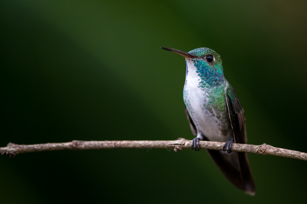 kolibřík pestrý [skupina versicolor] - ML330789621