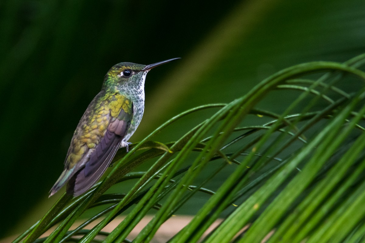 kolibřík pestrý [skupina versicolor] - ML330789671