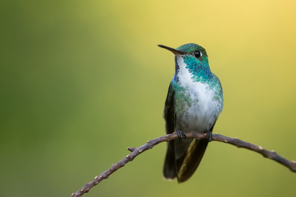 kolibřík pestrý [skupina versicolor] - ML330789681