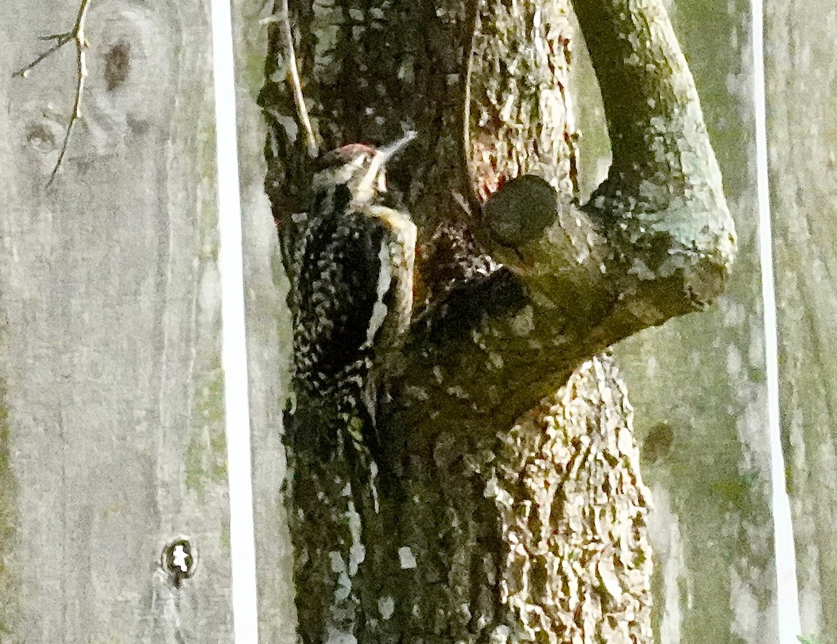 Yellow-bellied Sapsucker - ML330790201