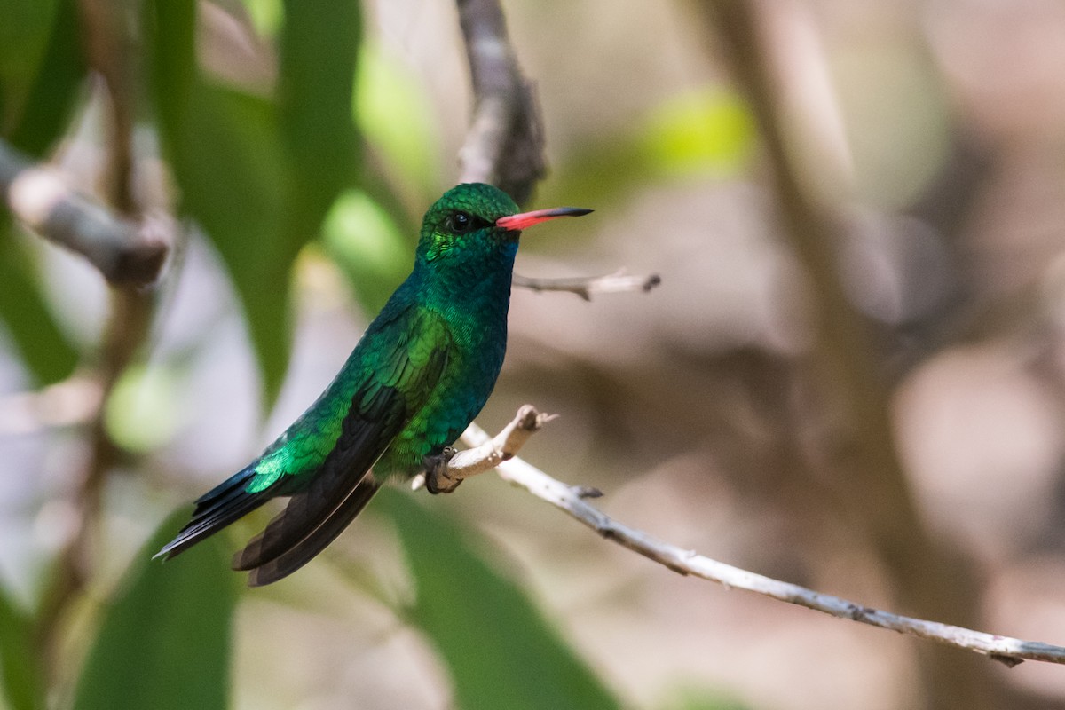 Glittering-bellied Emerald - ML330792021