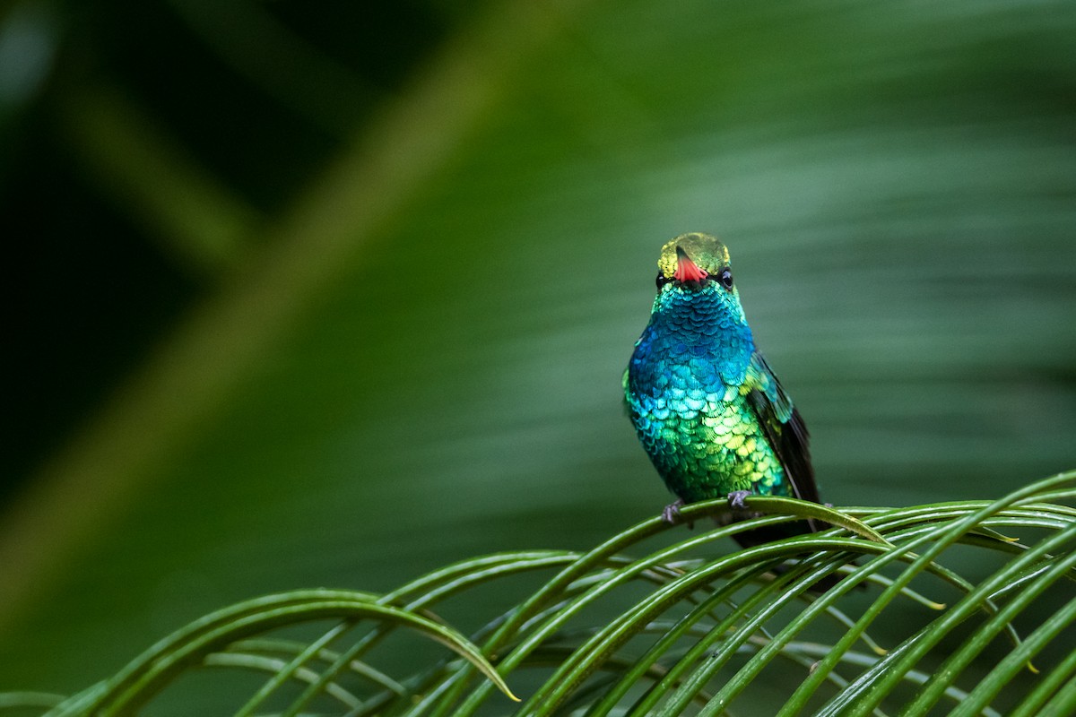 Glittering-bellied Emerald - ML330792031